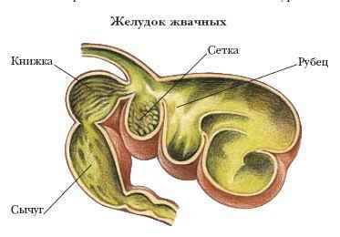 Энциклопедия «Биология» (без иллюстраций) - je_003.jpg