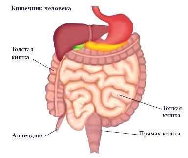 Энциклопедия «Биология» (без иллюстраций) - k_041.jpg