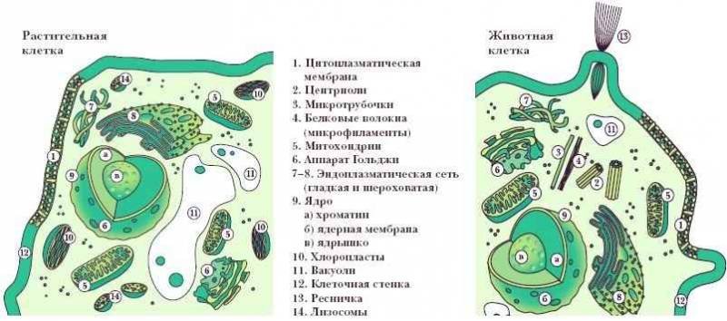 Энциклопедия «Биология» (без иллюстраций) - k_046.jpg
