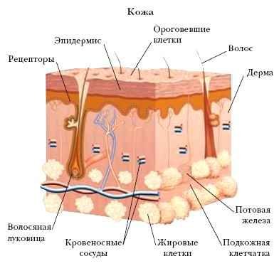 Энциклопедия «Биология» (без иллюстраций) - k_053.jpg