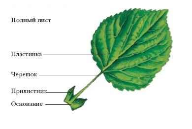 Энциклопедия «Биология» (без иллюстраций) - l_033.jpg