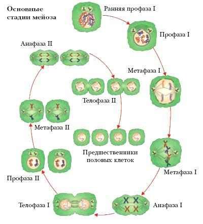 Энциклопедия «Биология» (без иллюстраций) - m_027.jpg