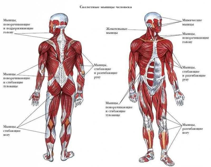 Энциклопедия «Биология» (без иллюстраций) - m_063.jpg