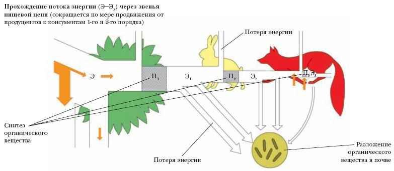 Энциклопедия «Биология» (без иллюстраций) - p_030.jpg