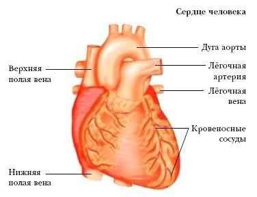 Энциклопедия «Биология» (без иллюстраций) - s_021.jpg