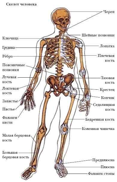 Энциклопедия «Биология» (без иллюстраций) - s_035.jpg