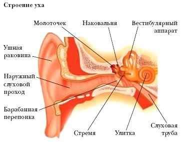 Энциклопедия «Биология» (без иллюстраций) - u_008.jpg