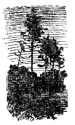 Бронзовая птица - i015.png