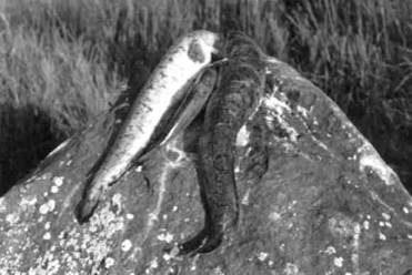 Кружки, жерлицы, поставушки – рыбалка без проколов - i_114.jpg