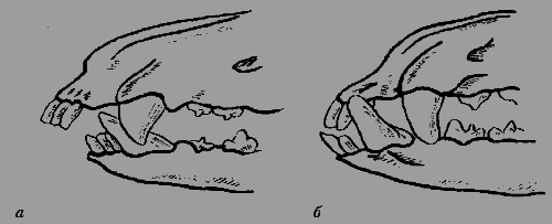 Кавказская овчарка - i_016.png