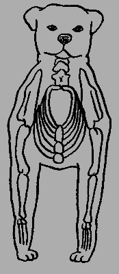 Кавказская овчарка - i_020.png