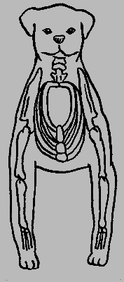 Кавказская овчарка - i_021.png
