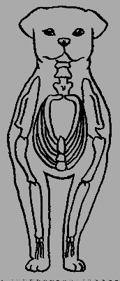 Кавказская овчарка - i_022.png