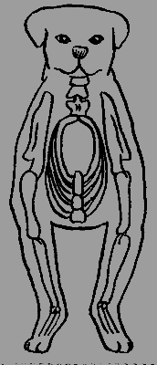 Кавказская овчарка - i_023.png