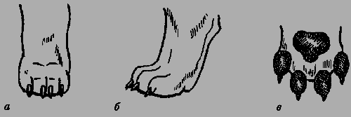 Кавказская овчарка - i_024.png