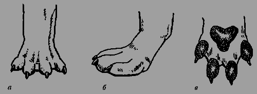 Кавказская овчарка - i_025.png