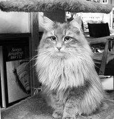 Сибирские кошки - i_002.jpg