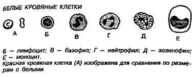 Шокирующая правда о воде и соли - any2fbimgloader49.jpeg