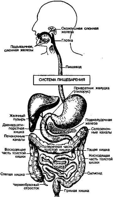 Шокирующая правда о воде и соли - any2fbimgloader7.jpeg