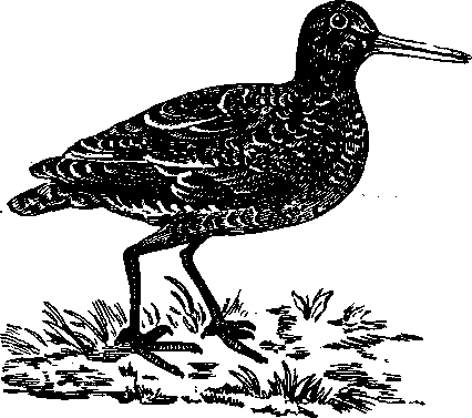 Том 5. Записки ружейного охотника - i_002.png