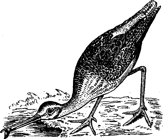 Том 5. Записки ружейного охотника - i_005.png
