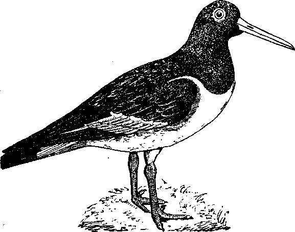 Том 5. Записки ружейного охотника - i_006.png