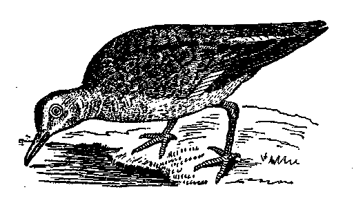Том 5. Записки ружейного охотника - i_013.png