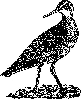 Том 5. Записки ружейного охотника - i_015.png