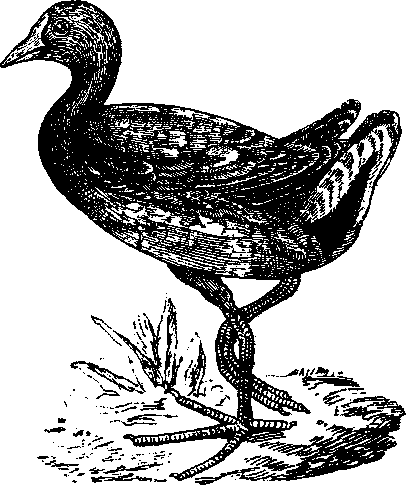 Том 5. Записки ружейного охотника - i_016.png