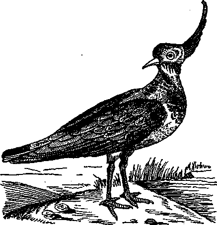 Том 5. Записки ружейного охотника - i_018.png