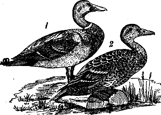 Том 5. Записки ружейного охотника - i_019.png