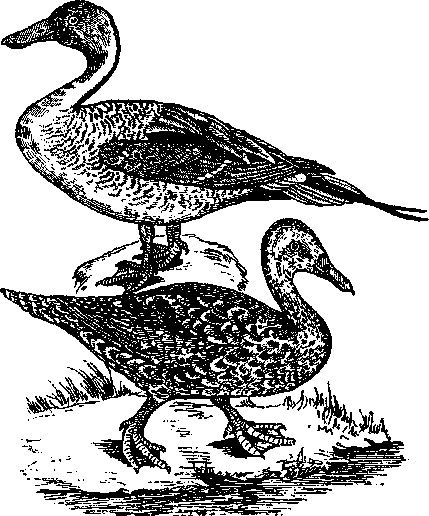Том 5. Записки ружейного охотника - i_020.png