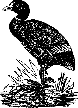 Том 5. Записки ружейного охотника - i_028.png