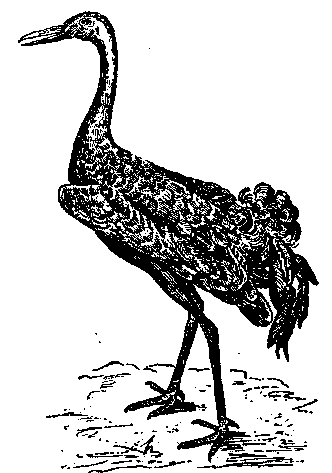 Том 5. Записки ружейного охотника - i_030.png