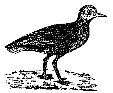 Том 5. Записки ружейного охотника - i_035.png