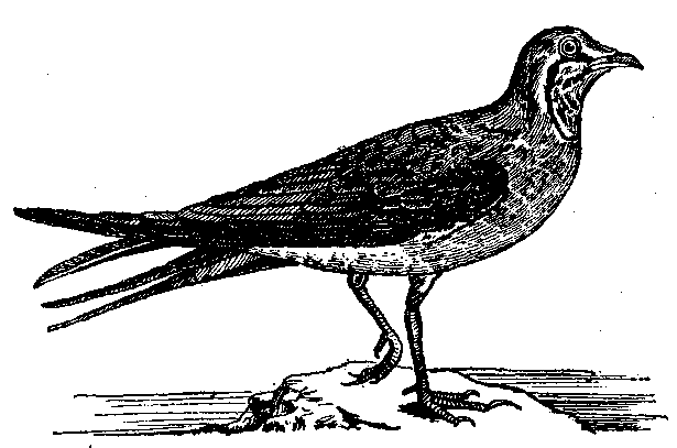 Том 5. Записки ружейного охотника - i_036.png
