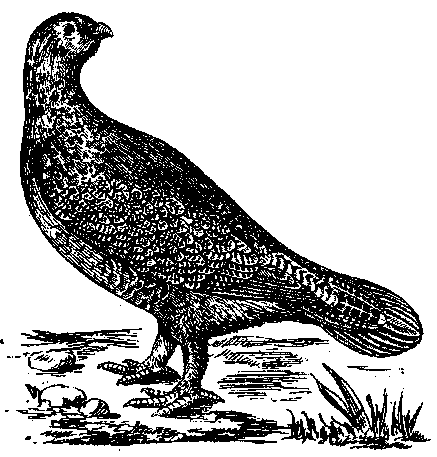 Том 5. Записки ружейного охотника - i_039.png