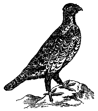 Том 5. Записки ружейного охотника - i_041.png