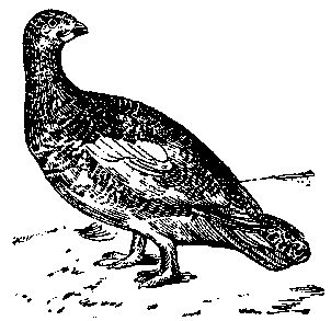 Том 5. Записки ружейного охотника - i_042.png