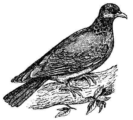 Том 5. Записки ружейного охотника - i_043.png