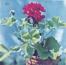 Комнатное цветоводство - i_042.jpg