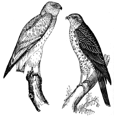 Великие охотники и рыболовы - i_036.png
