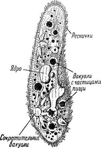 От инстинкта до разума<br />(Очерк науки о поведении) - i_003.jpg