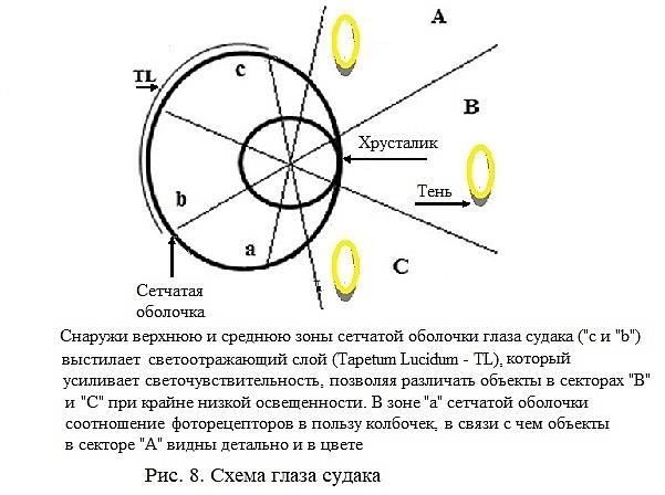 Основы цветоведения в практике спиннинга и нахлыста - _9.jpg