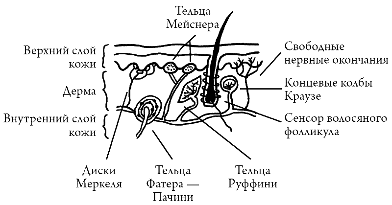 Что скрывает кожа. 2 квадратных метра, которые диктуют, как нам жить - i_009.png