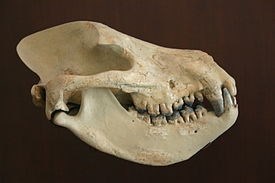 Кастор (СИ) - _56.jpg