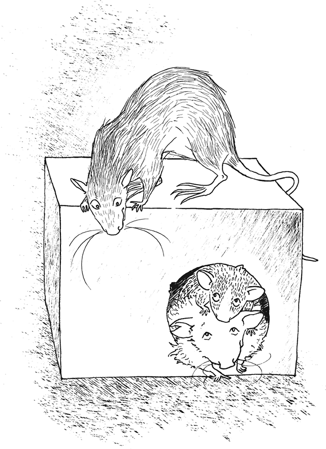 Крысявки. Крысиное житие в байках и картинках - i_012.png
