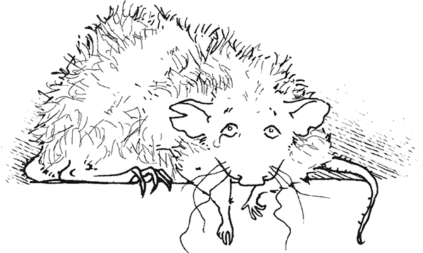 Крысявки. Крысиное житие в байках и картинках - i_015.png