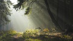 Дневники Домового. Закрайсветовские хроники - _3Zashhitnikskazochnydush.jpg
