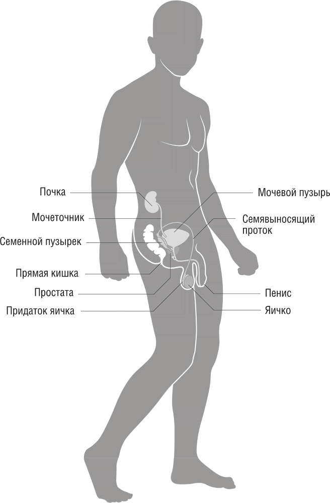 ОН. Интимный разговор про тот самый орган - i_001.png